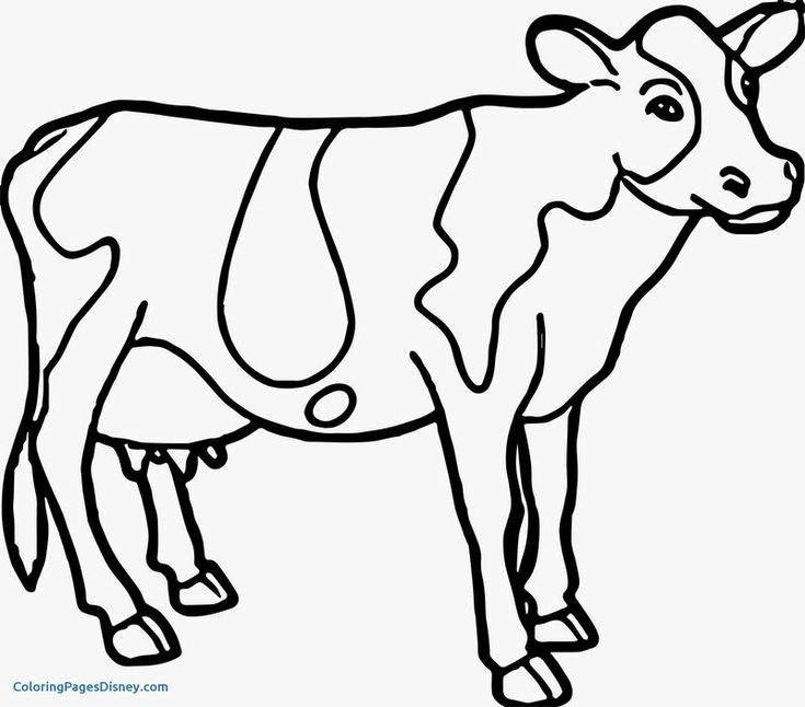 Cow coloring pages