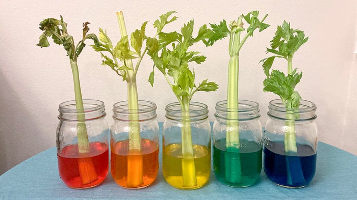 Celery and food coloring experiment