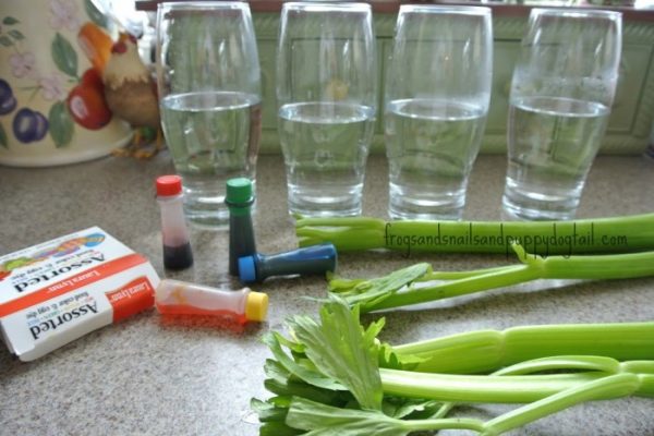 Celery and food coloring experiment