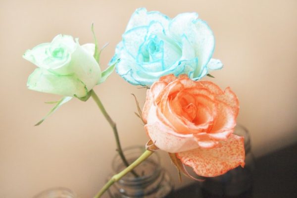 Dying roses with food coloring