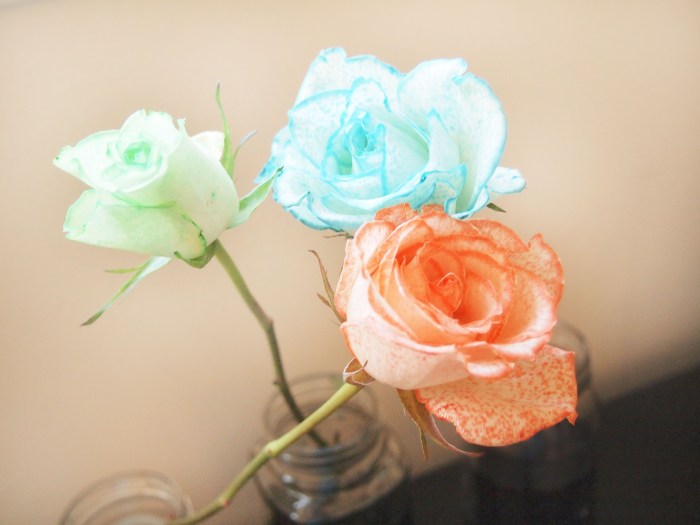 Dying roses with food coloring