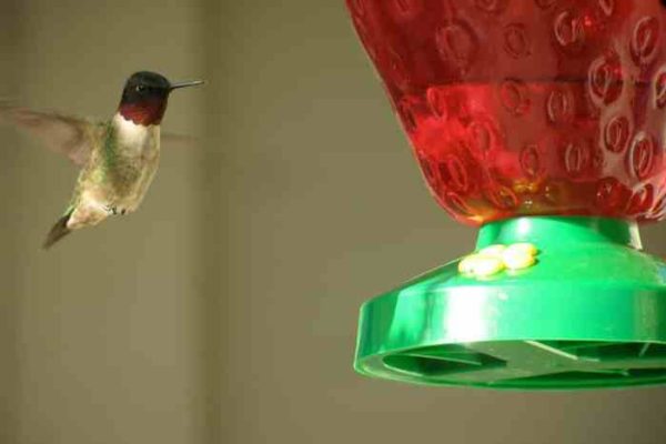 Red food coloring and hummingbirds