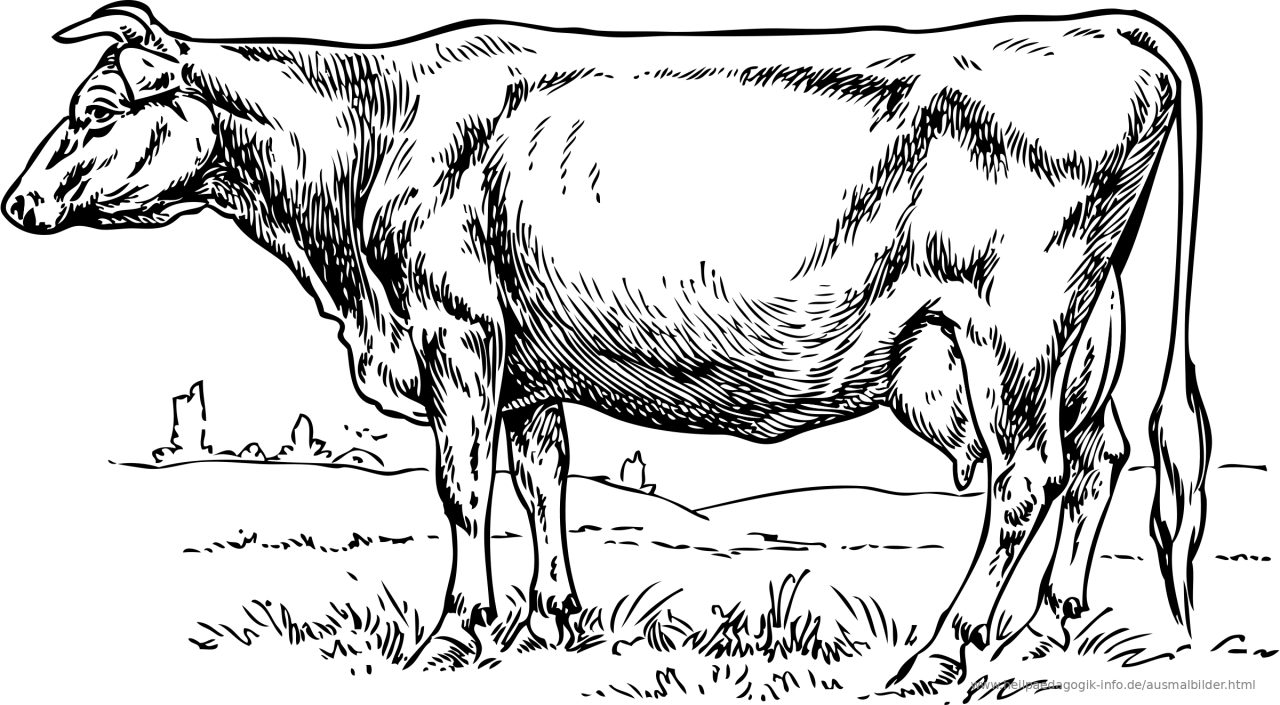 Cow coloring pages