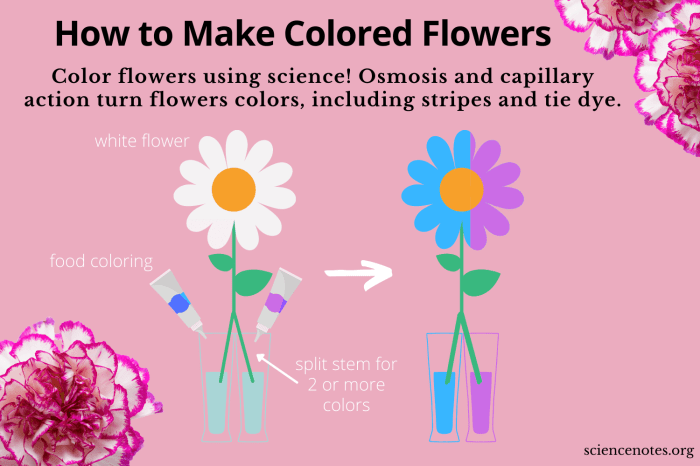 Can roses change color with food coloring