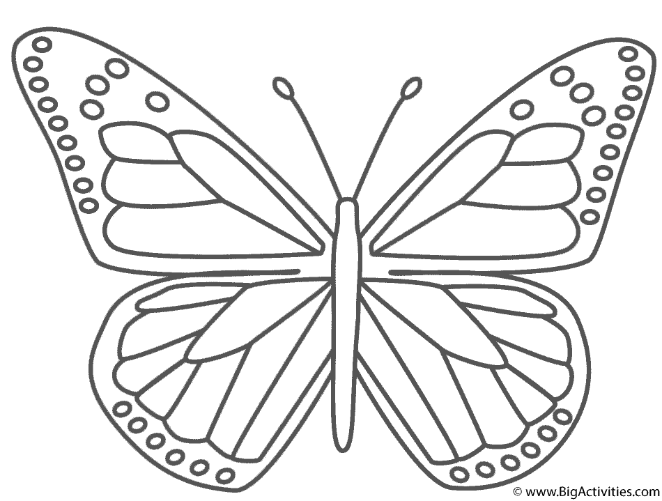 Butterflies coloring pages