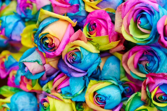 Dying roses with food coloring